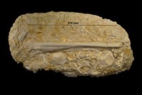 Ptérodactyle sp